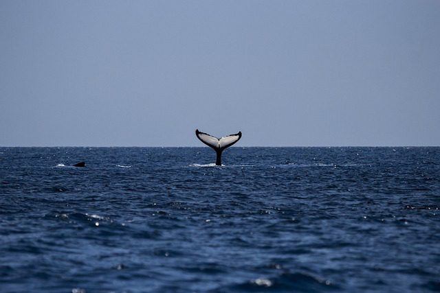 ballenas tenerife – IP