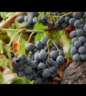 Rutas-Vinicolas-Descubriendo-los-Secretos-del-Vino-en-el-Mundo | Upitravel