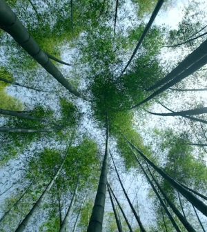 Aventuras-en-el-Bosque-de-Bambu-Explorando-Paisajes-Asiaticos | Upitravel