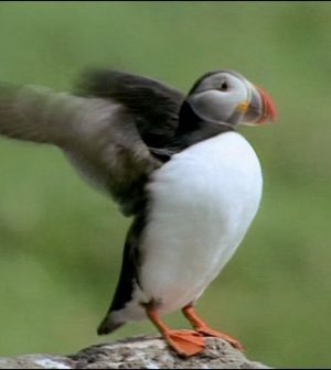 Destinos-para-Observar-Aves-Marinas-Encuentros-en-Acantilados-y-Bahias | Upitravel
