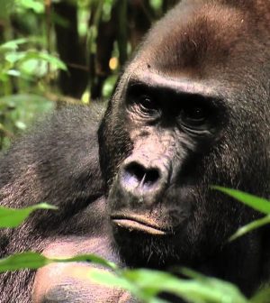 Destinos-para-Observar-Gorilas-de-Montana-Encuentros-con-Primates | Upitravel