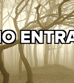 Rutas-de-Cicloturismo-en-Bosques-Misticos-Pedalea-entre-Leyendas-y-Bosques-Encantados | Upitravel