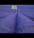 El Festival de la Lavanda en Provenza: Aromas y Belleza en Francia