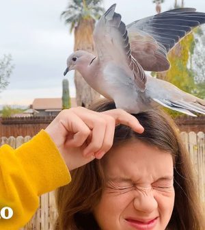 visitar 	Palomas