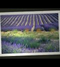 El Festival de la Lavanda en Valensole: Aromas y Belleza en Francia