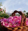 La Fiesta de la Rosa en Bulgaria: Fragancia y Cultura