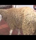La Fiesta del Cordero en Marruecos: Sacrificio y Fe