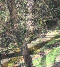 visitar Sant Iscle de Vallalta