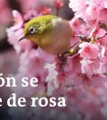 Hanami: La Fiesta de los Cerezos en Flor en Japón