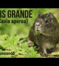 visitar 	Cavia