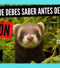 visitar 	Hurones