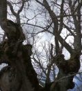 visitar 	Riocavado de la Sierra