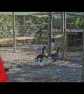 alojamientos turísticos en 	Sant Joan