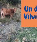visitar 	Vilviestre del Pinar